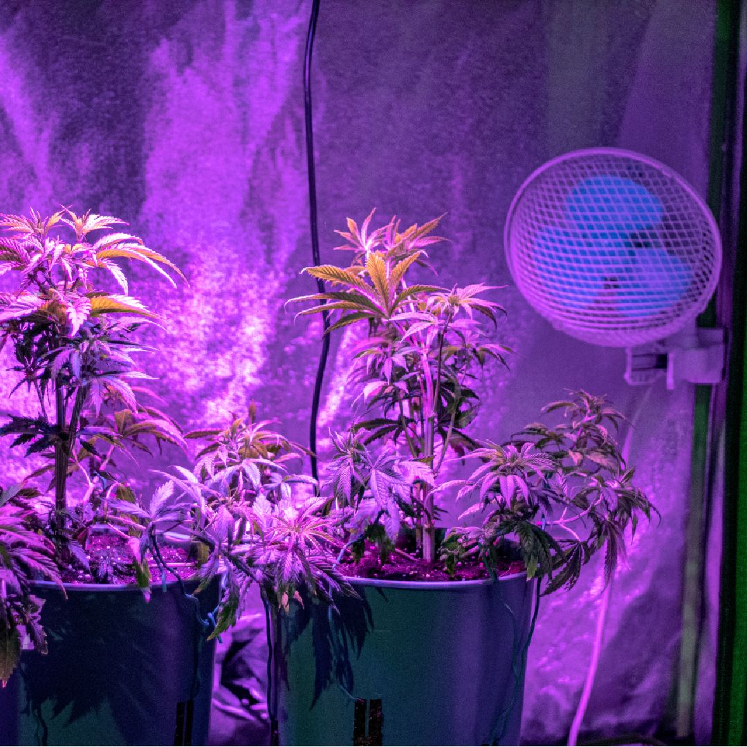 Watch misni sdedn nises